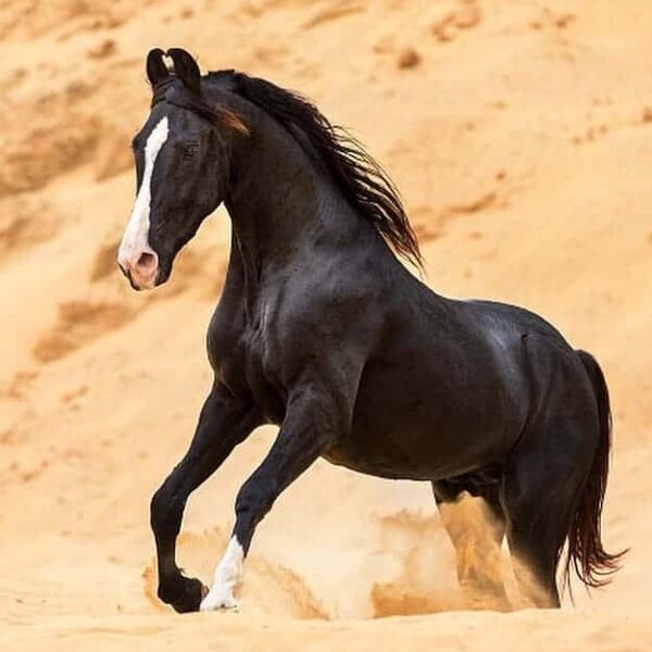 Equine