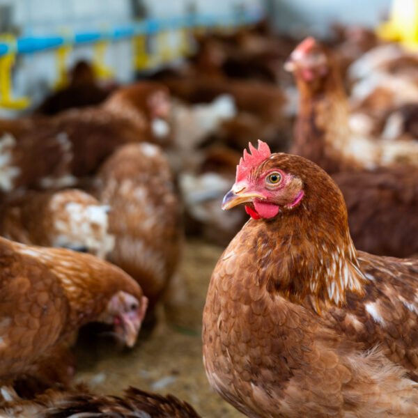 Poultry