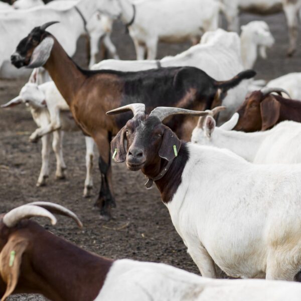 Ruminants
