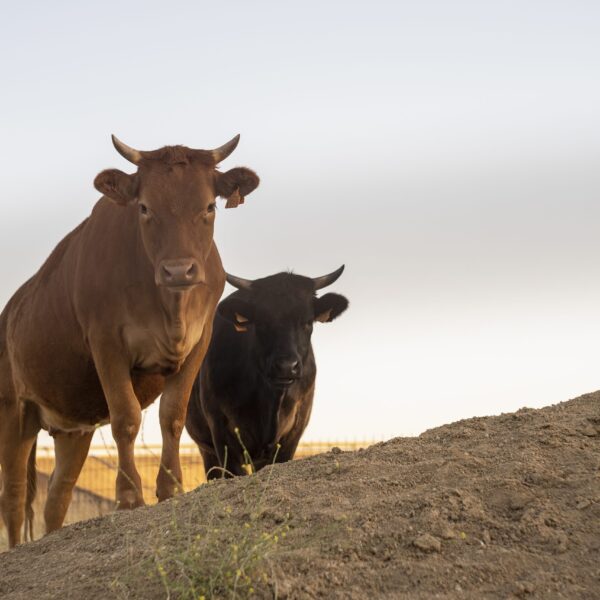 Cattle & Buffaloes